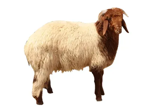 خروف نعيمي عربي