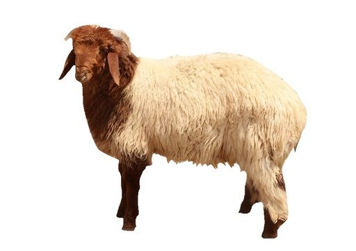نص خروف نعيمي عربي