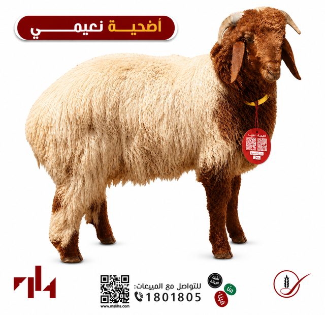 اضحية نعيمي